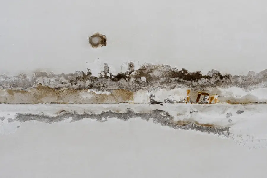 Affordable Mold Remediation Services in Burlington, WA
