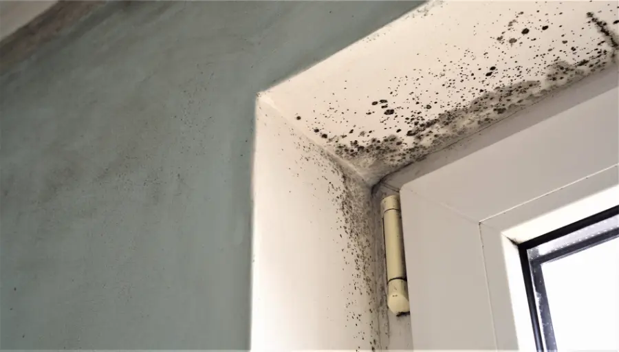 Excellent Mold Remediation Services in Burlington, WA